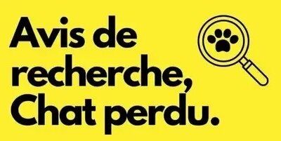 Avis de recherche – chat disparu – MILA –